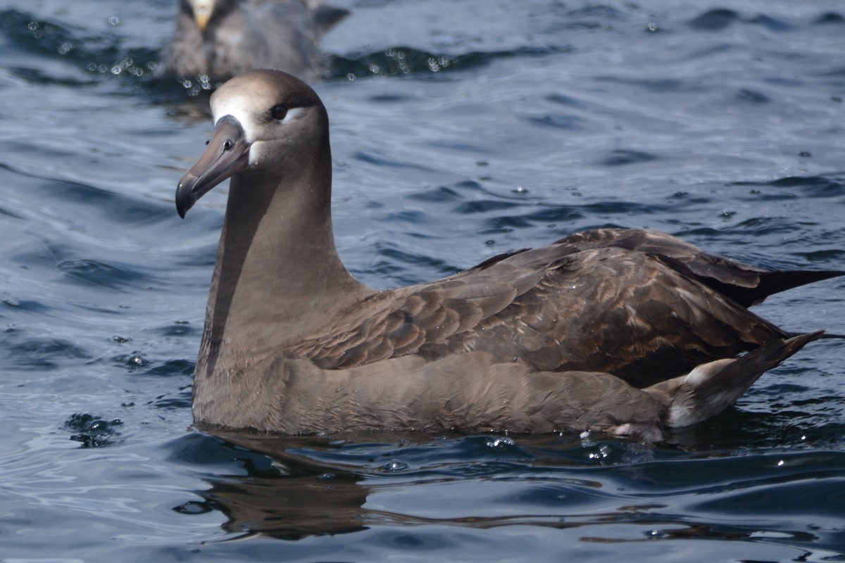 albatros černonohý - ML620408017