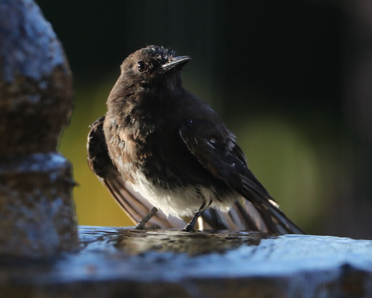 Black Phoebe - ML620408025