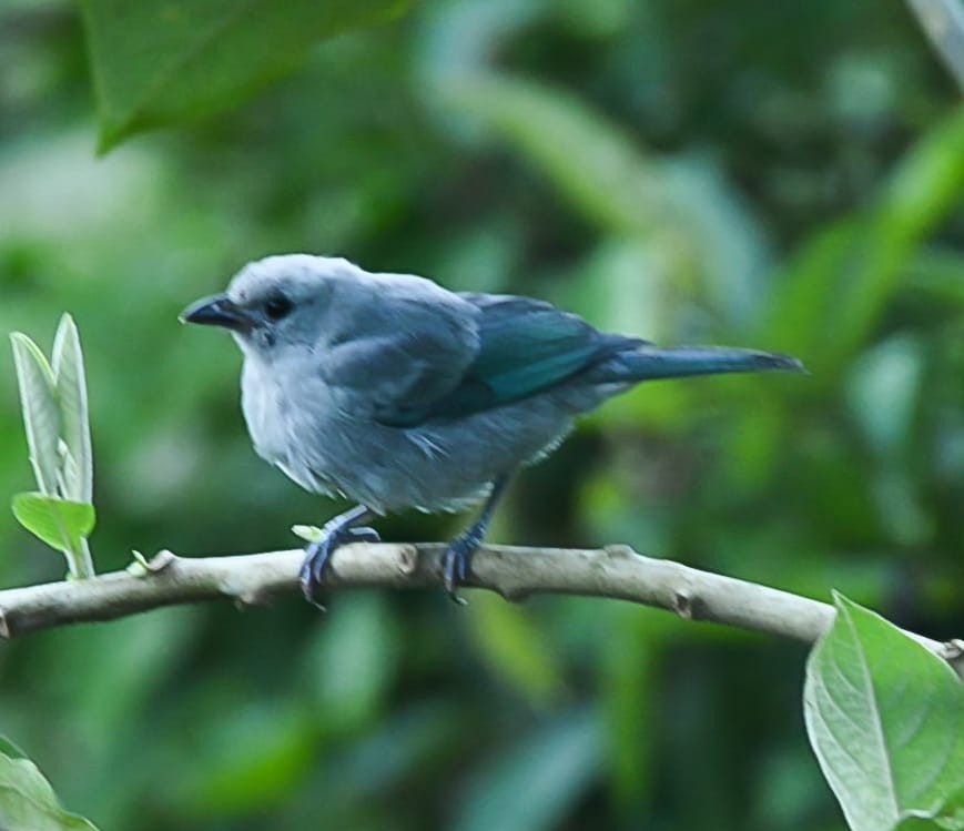 Blue-gray Tanager - ML620408031