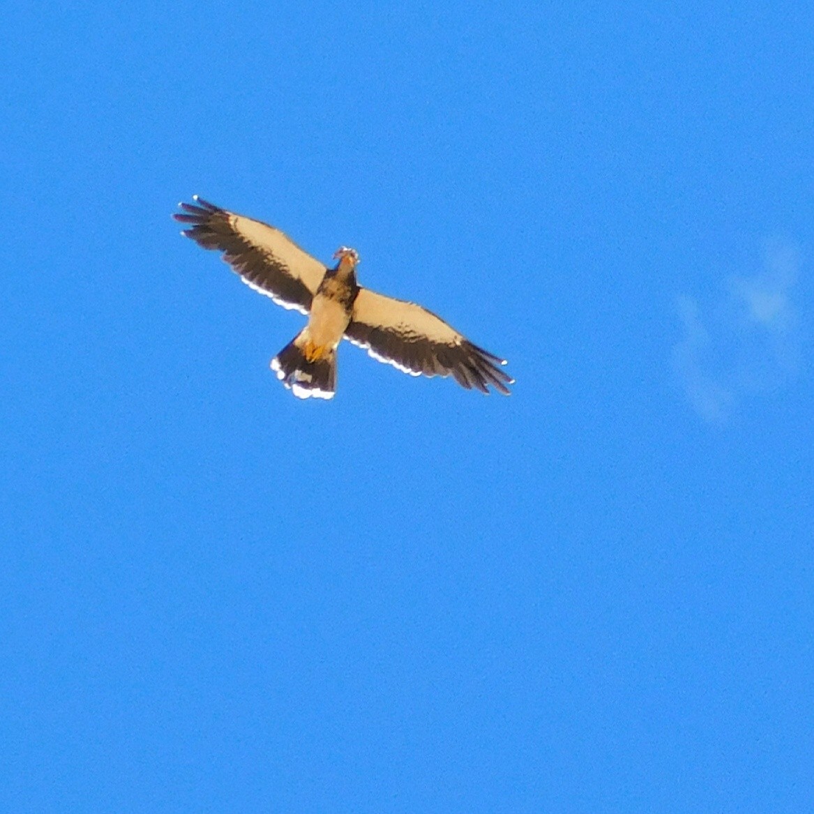 White-throated Caracara - Pablo Bruni