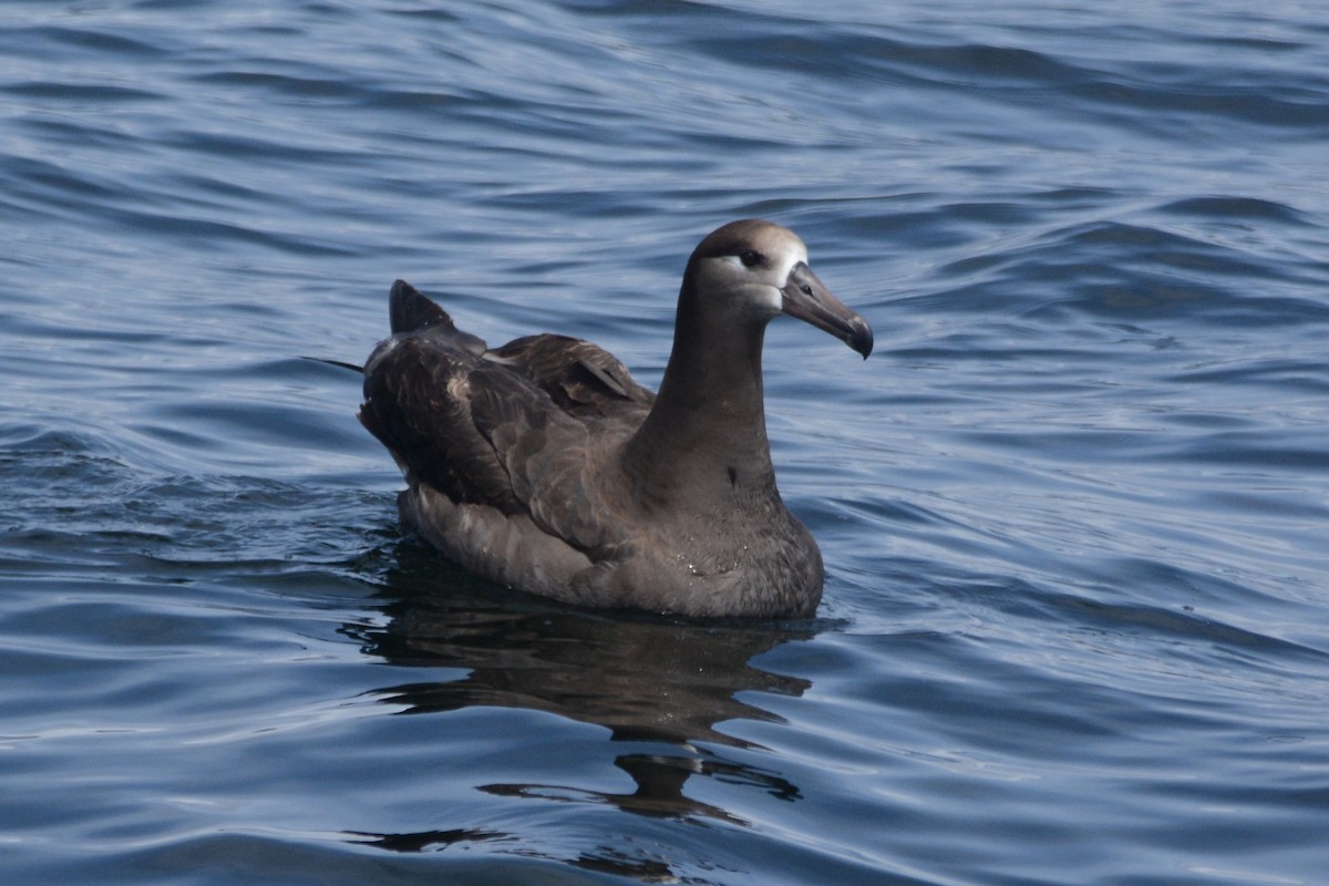 albatros černonohý - ML620408041