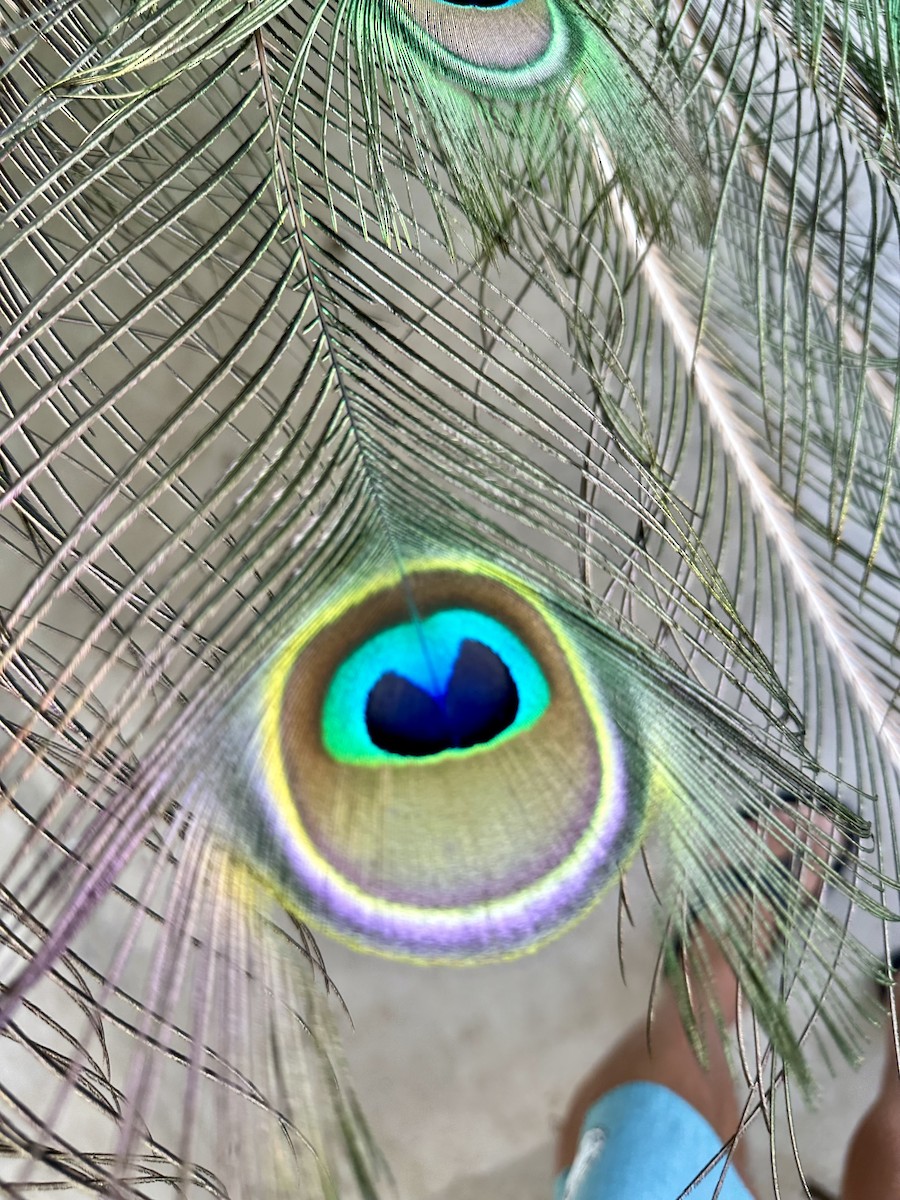 Indian Peafowl - ML620408047