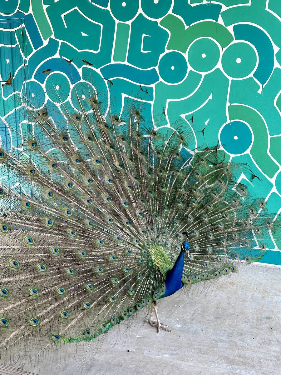 Indian Peafowl - ML620408049