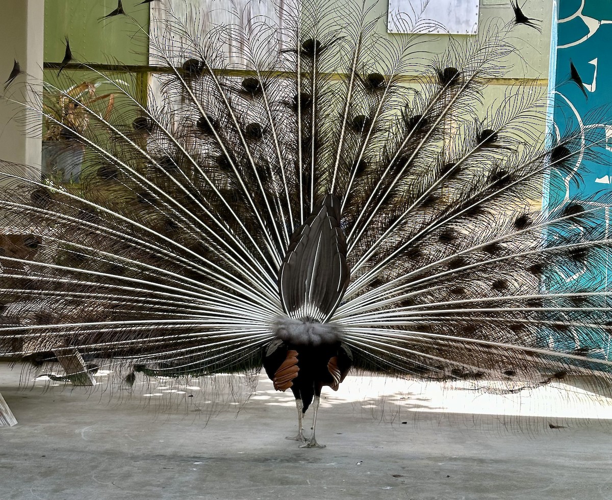 Indian Peafowl - ML620408050