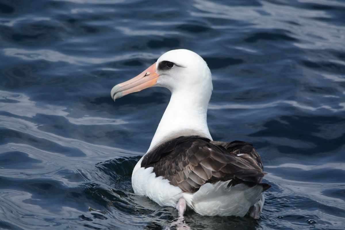 albatros laysanský - ML620408057
