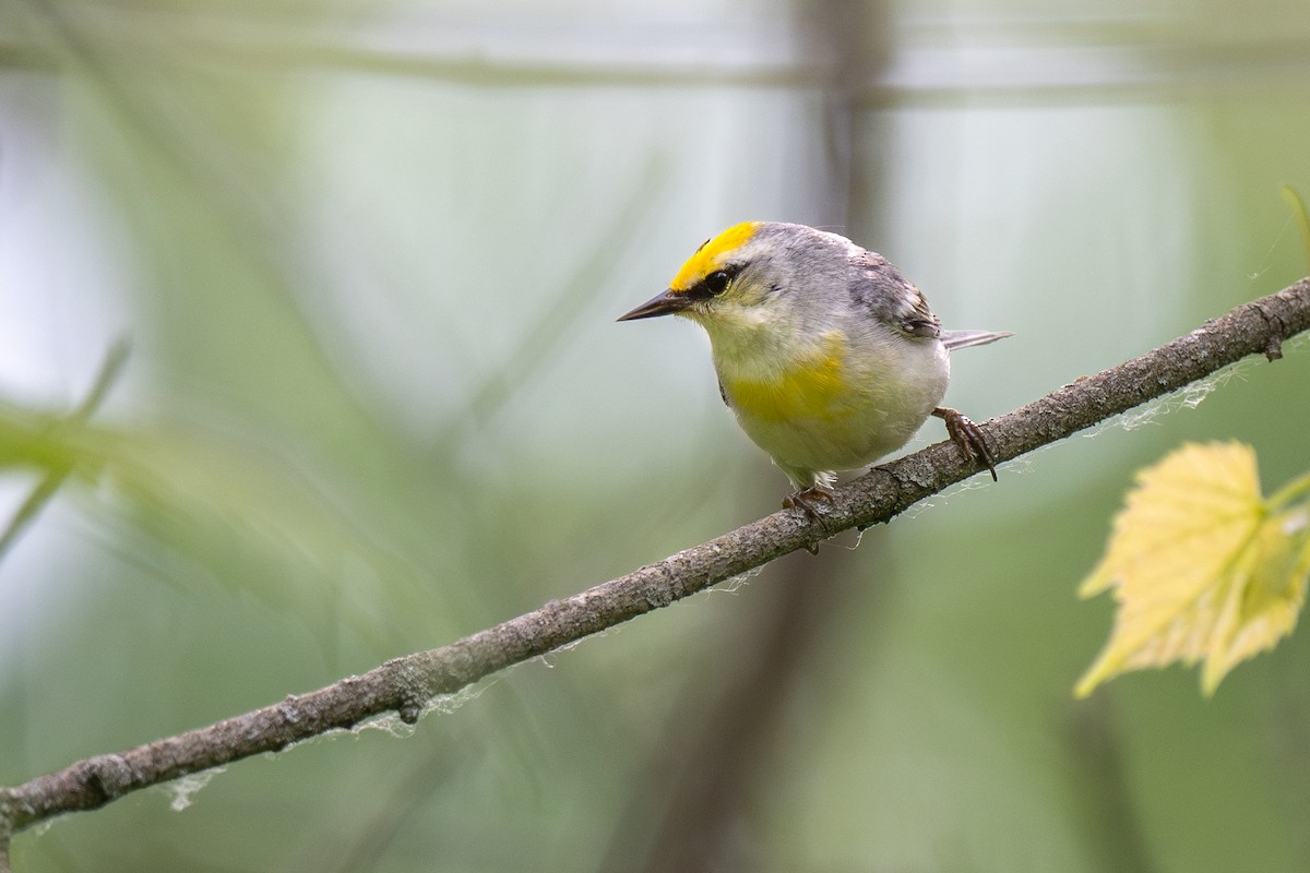 Brewster's Warbler (hybrid) - Ian Campbell