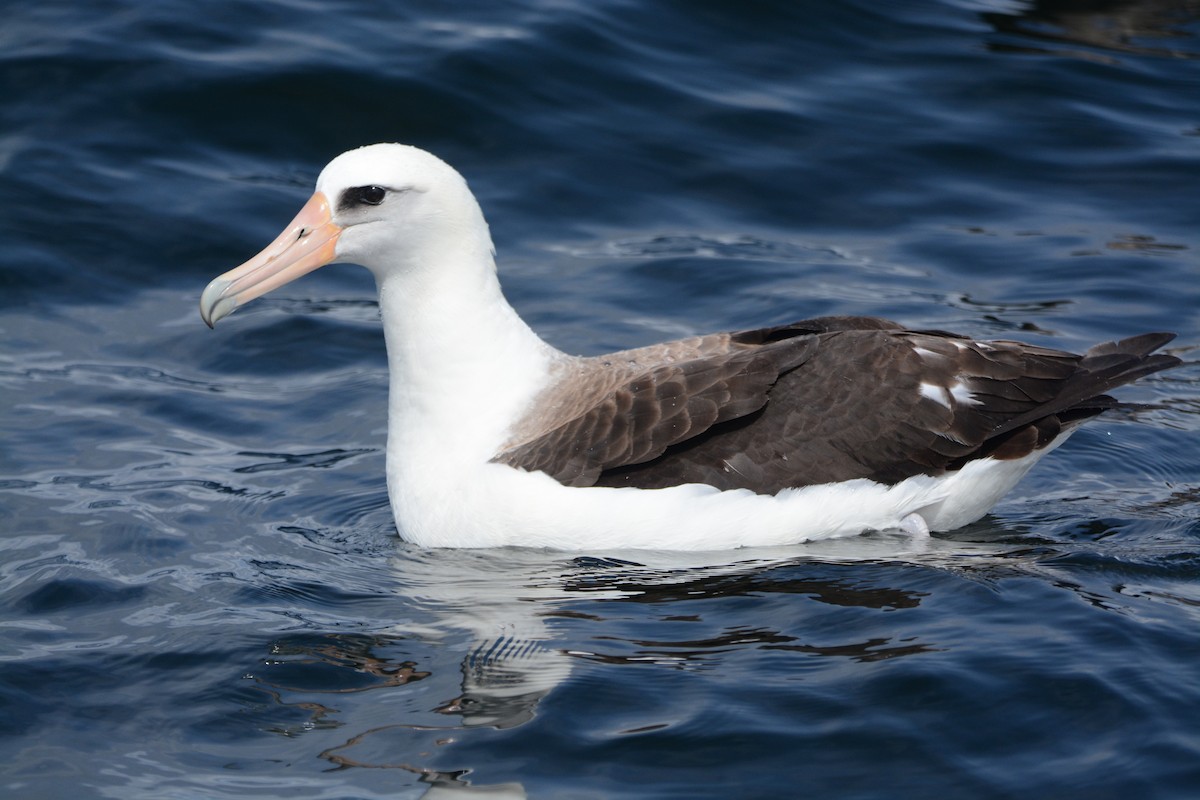 albatros laysanský - ML620408064