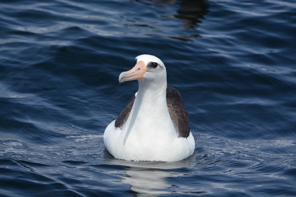albatros laysanský - ML620408067