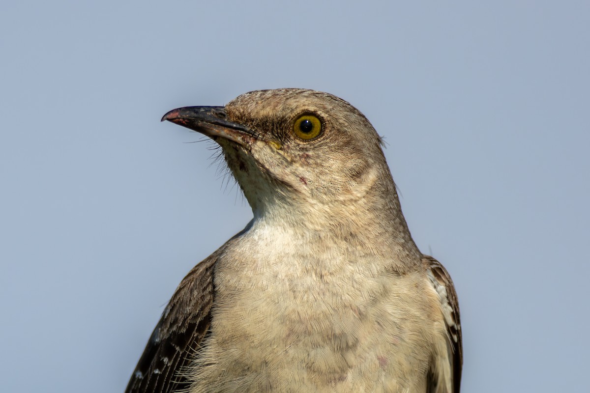 Northern Mockingbird - ML620408069