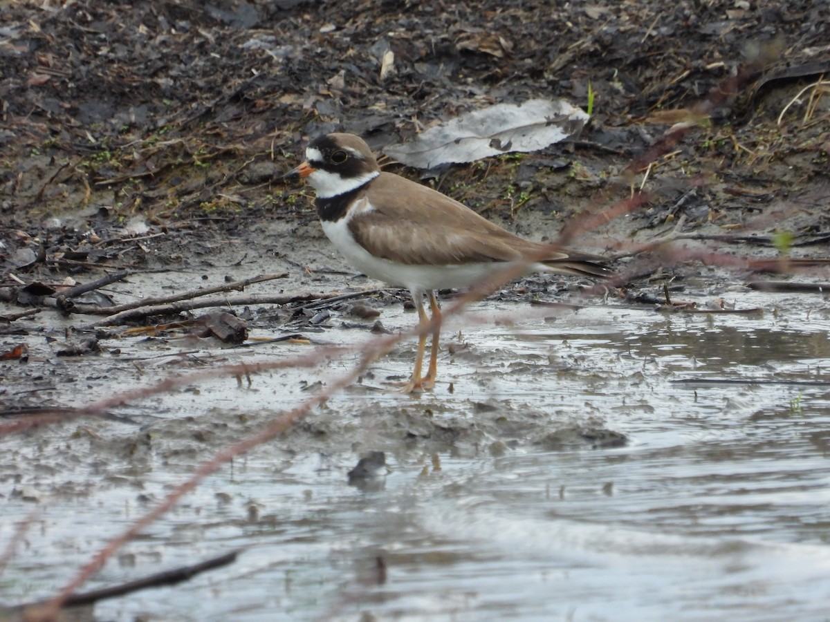 Semipalmated Plover - ML620408073