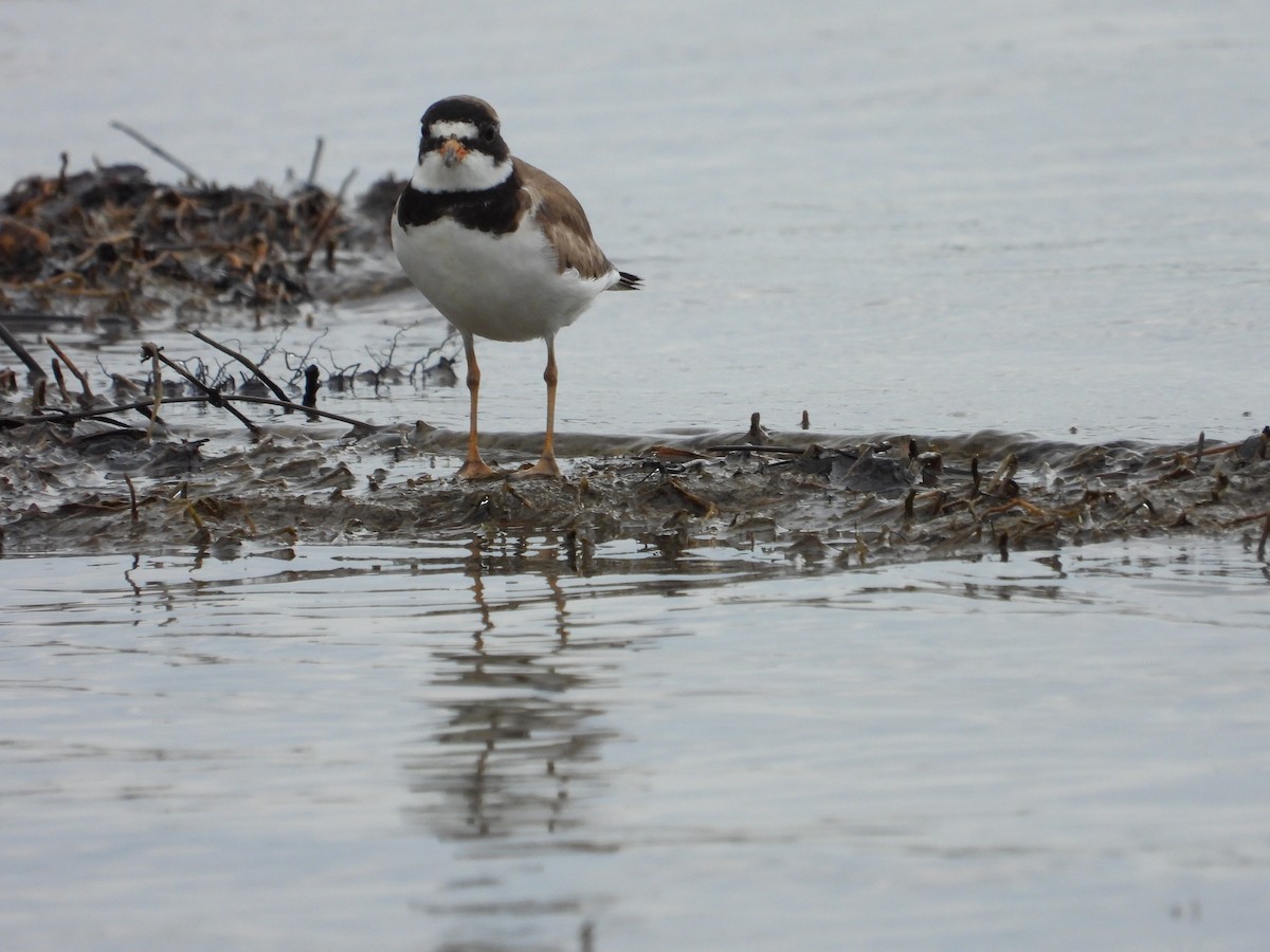 Semipalmated Plover - ML620408074