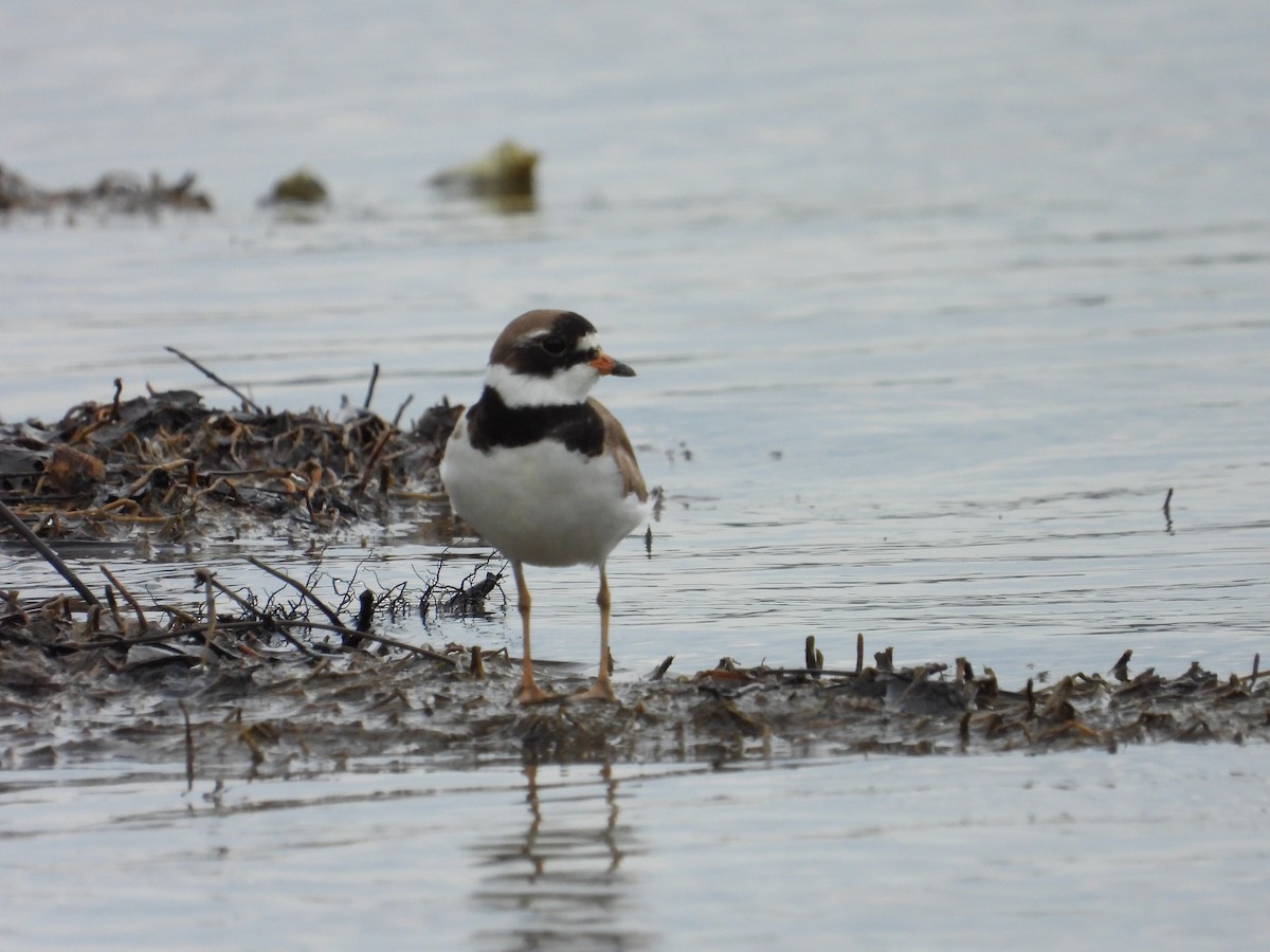 Semipalmated Plover - ML620408075