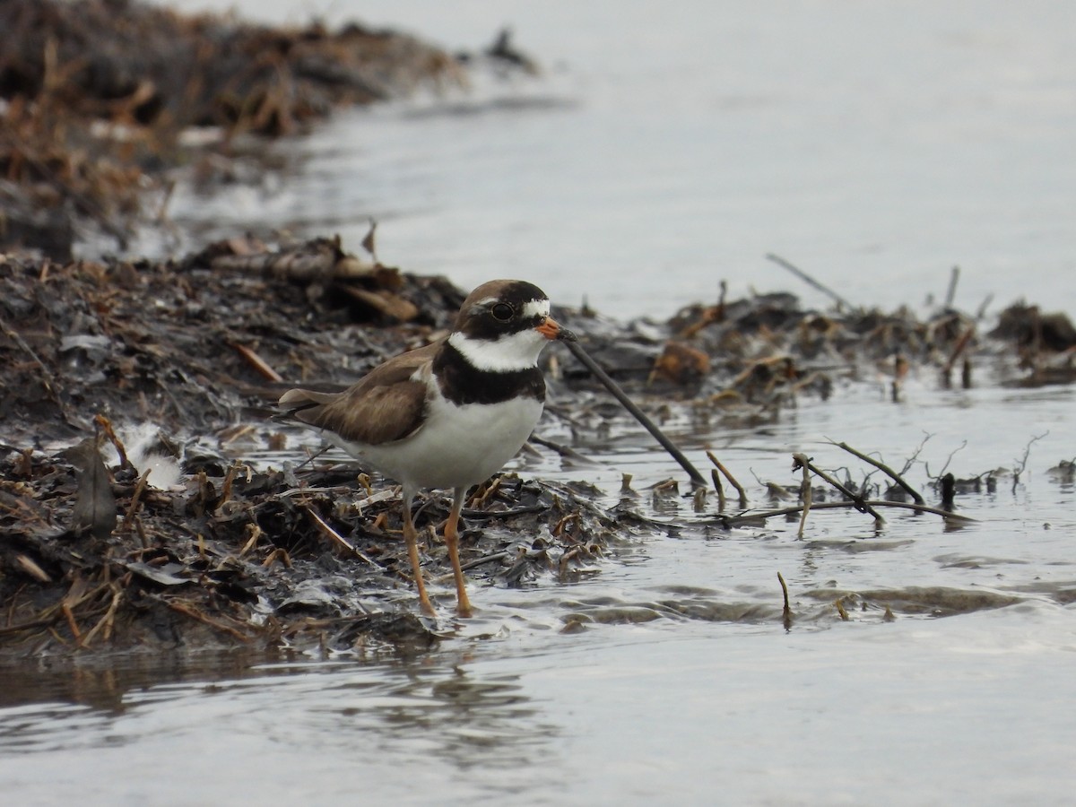 Semipalmated Plover - ML620408076