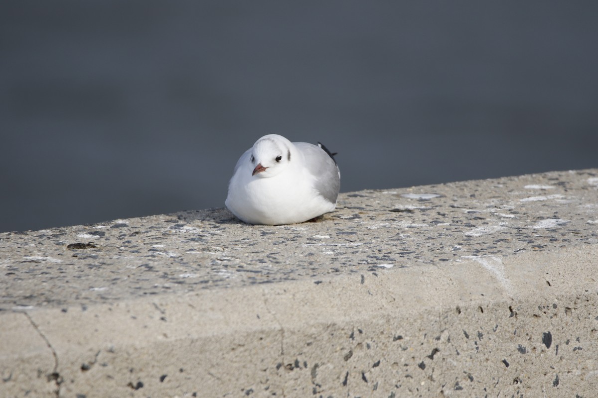 Mouette rieuse - ML620408080