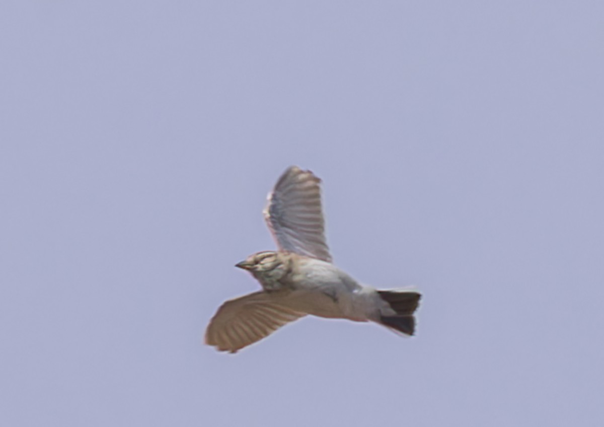 Greater Short-toed Lark - john bishop