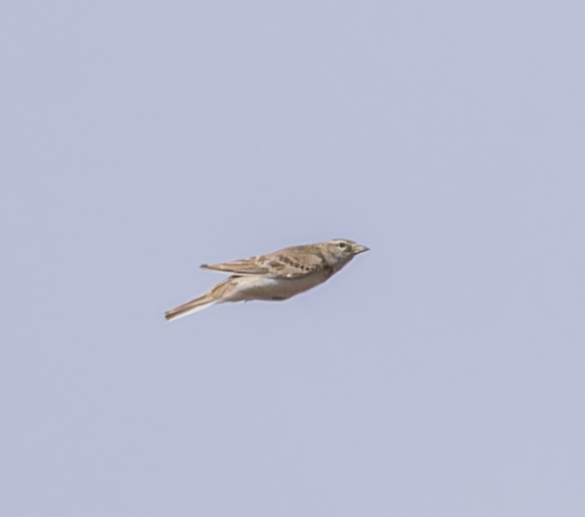 Greater Short-toed Lark - ML620408086