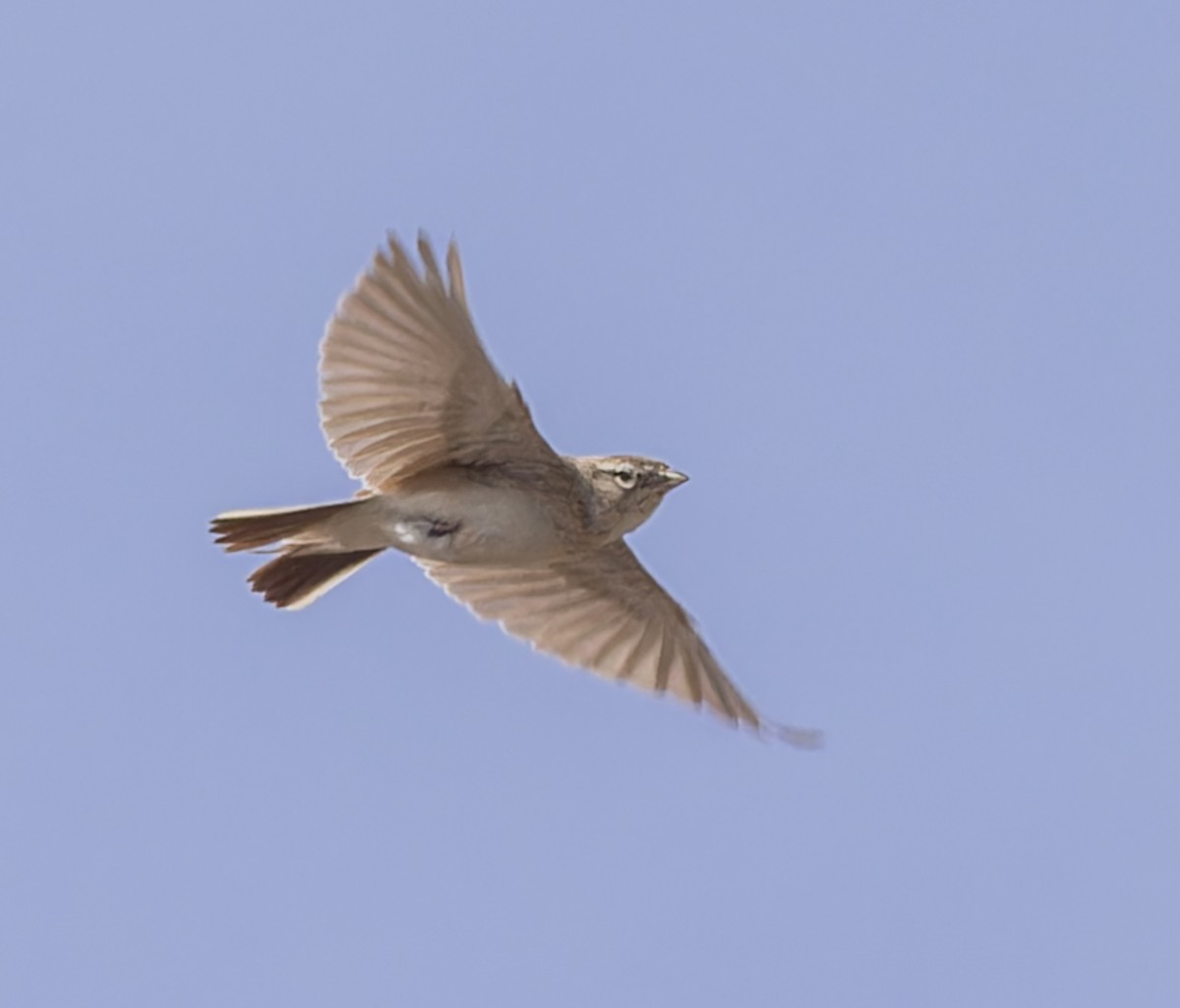 Greater Short-toed Lark - ML620408089