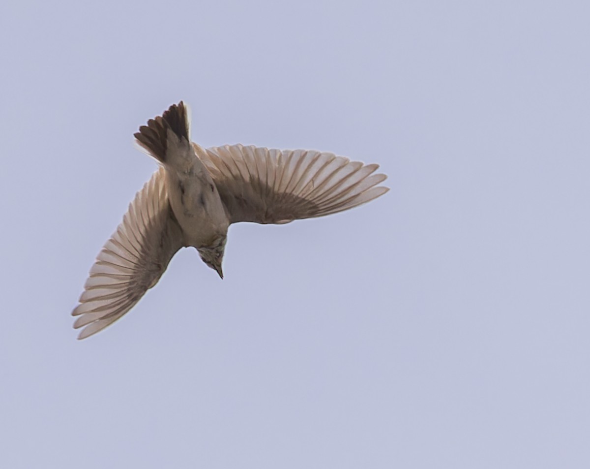 Greater Short-toed Lark - ML620408090