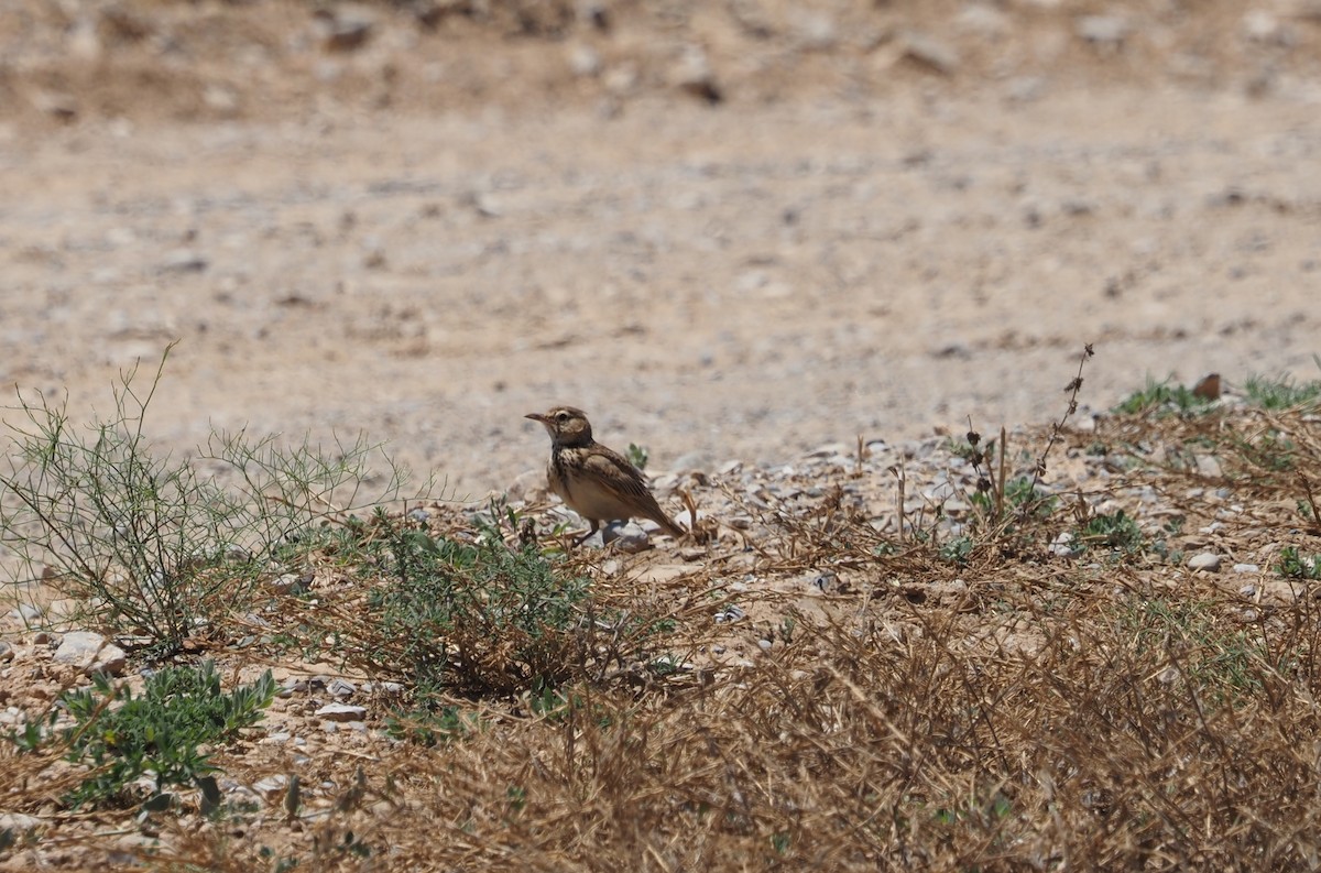 Crested Lark - ML620408098