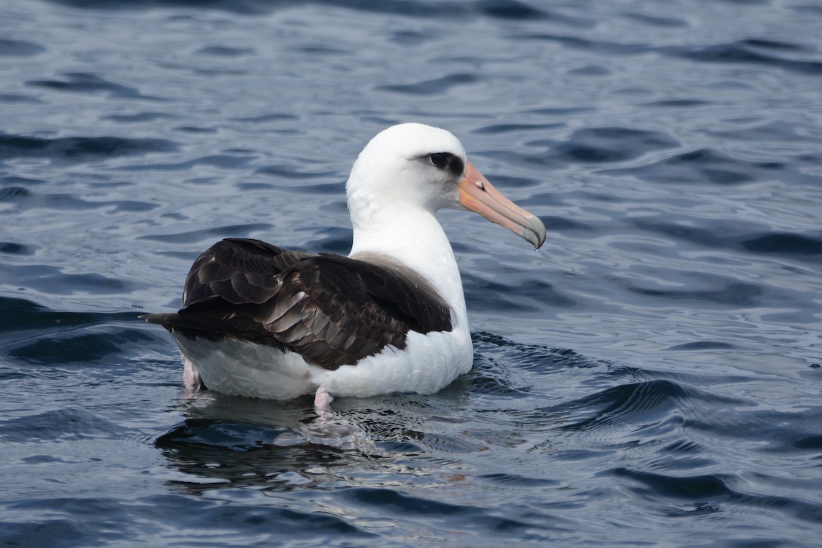 albatros laysanský - ML620408100