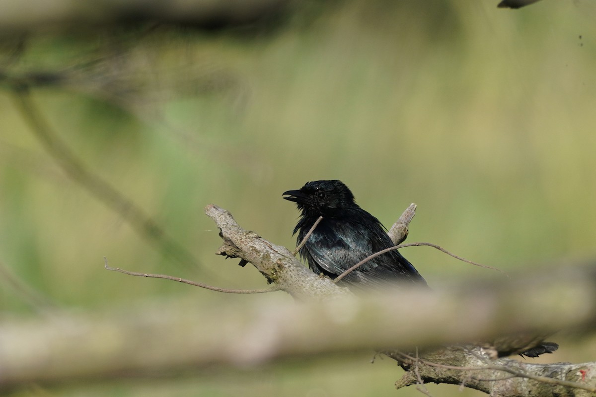 Black Drongo - ML620408124