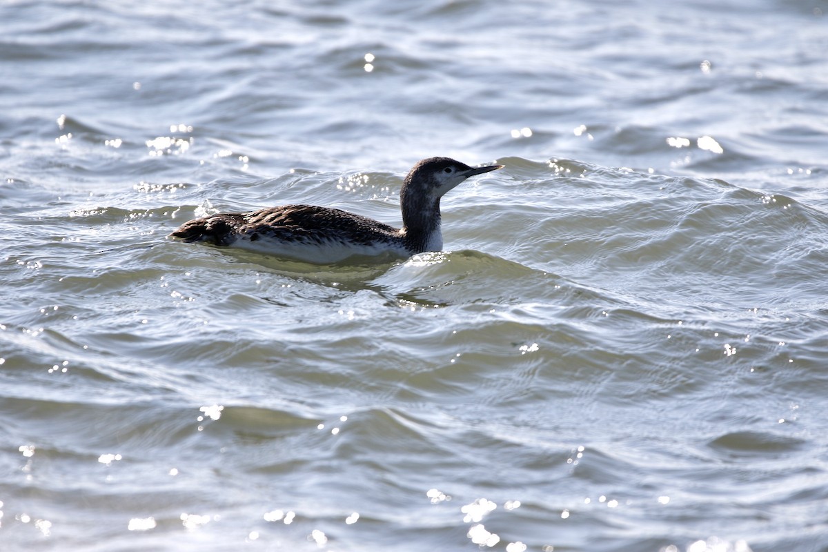 Red-throated Loon - ML620408130