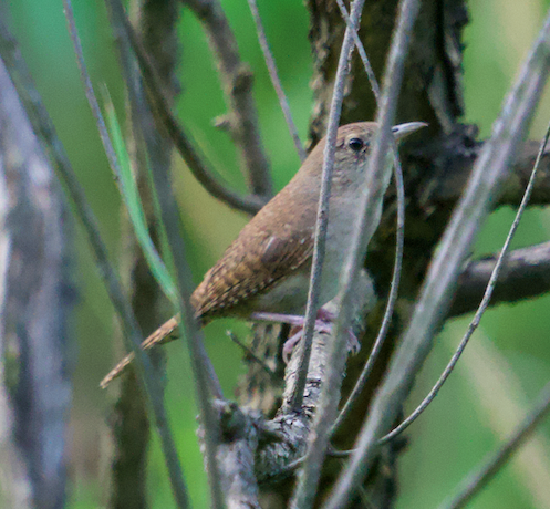 House Wren - ML620408143