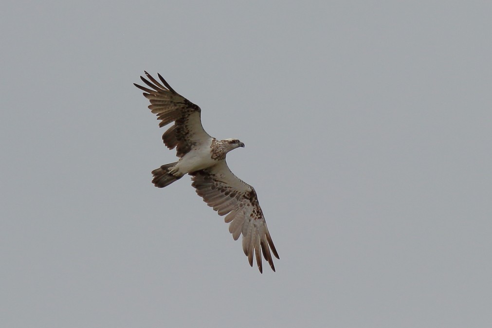 Águila Pescadora (Australia) - ML620408147