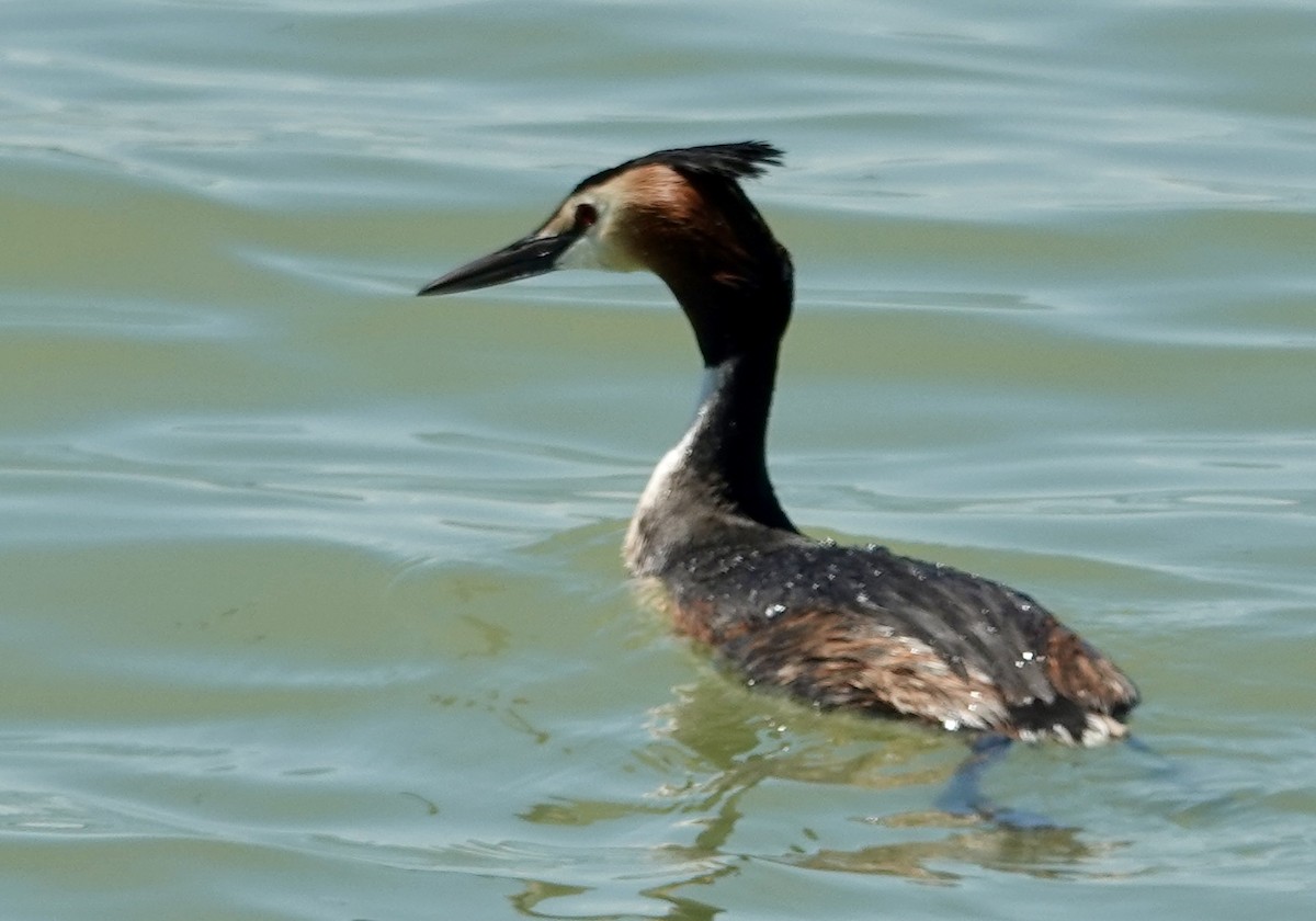 Great Crested Grebe - ML620408148