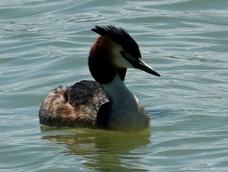 Great Crested Grebe - ML620408149