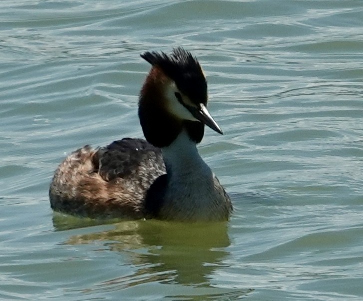 Great Crested Grebe - ML620408150