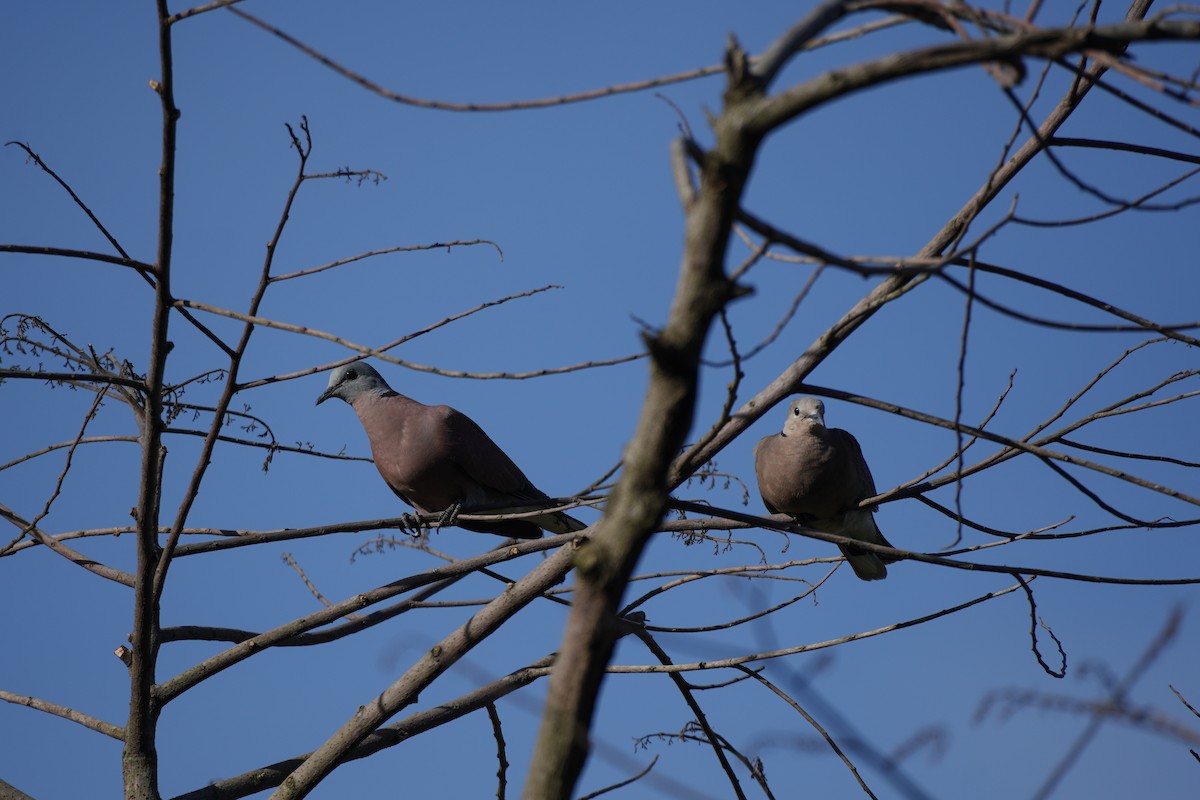 Red Collared-Dove - ML620408153