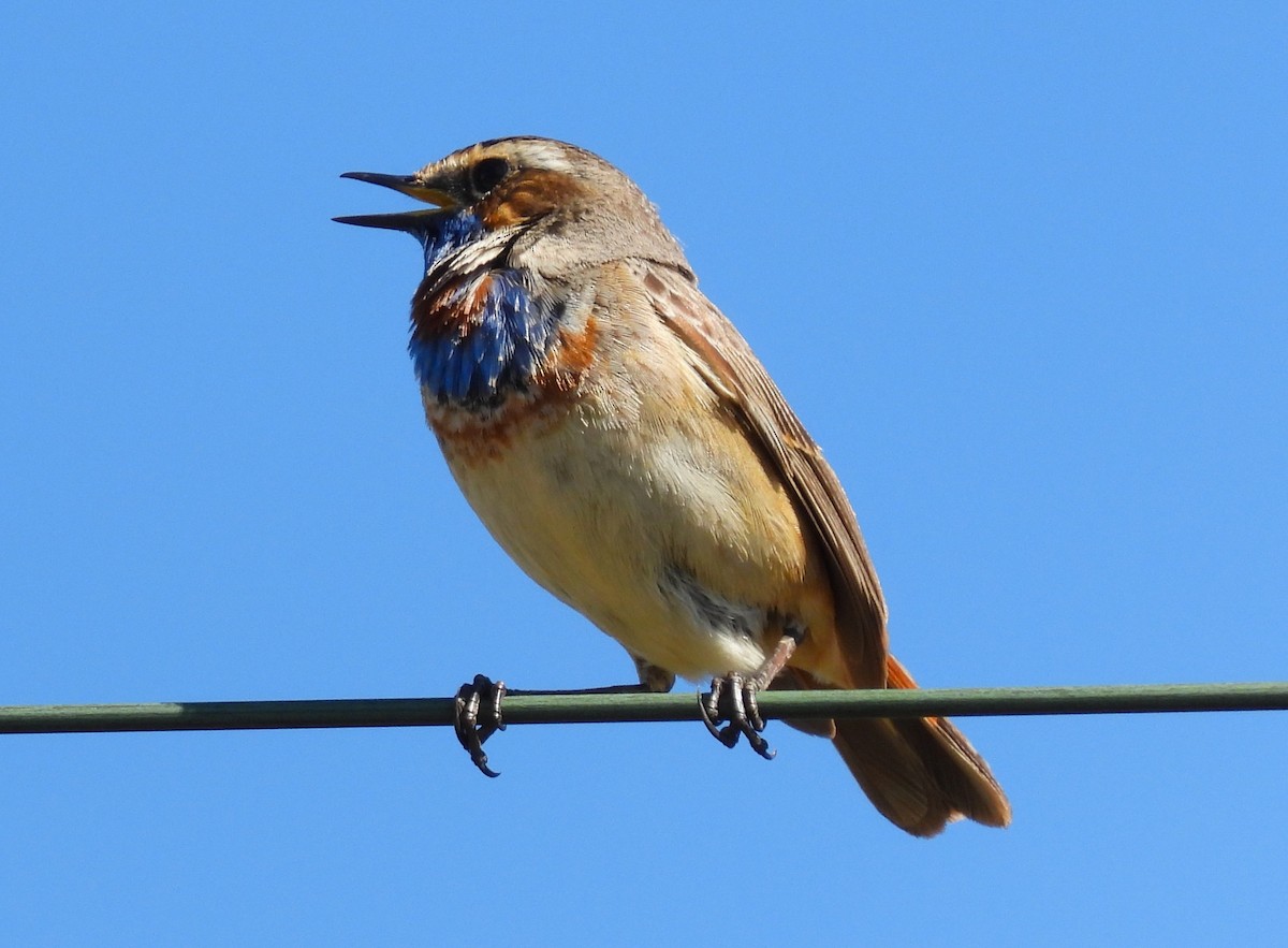 Blaukehlchen - ML620408156