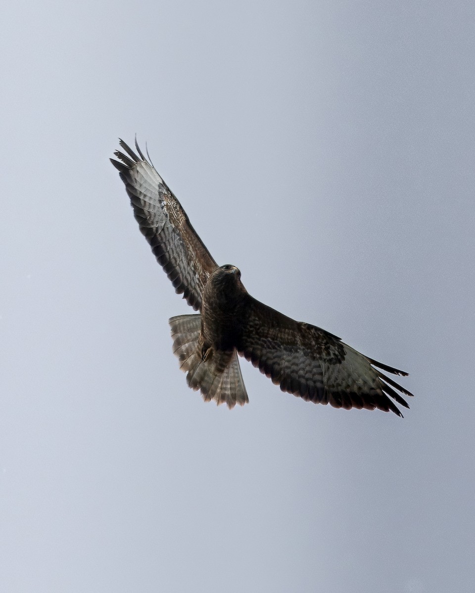 Common Buzzard - ML620408161