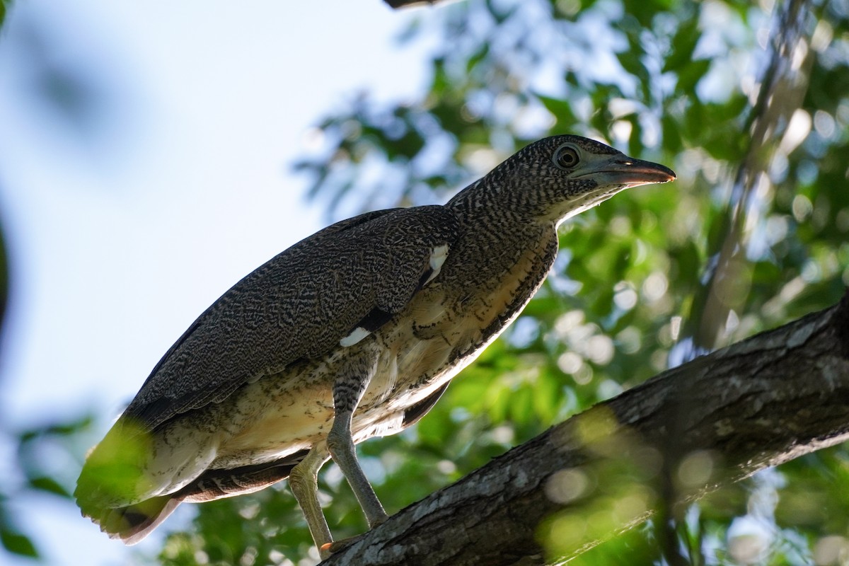 Malayan Night Heron - ML620408163