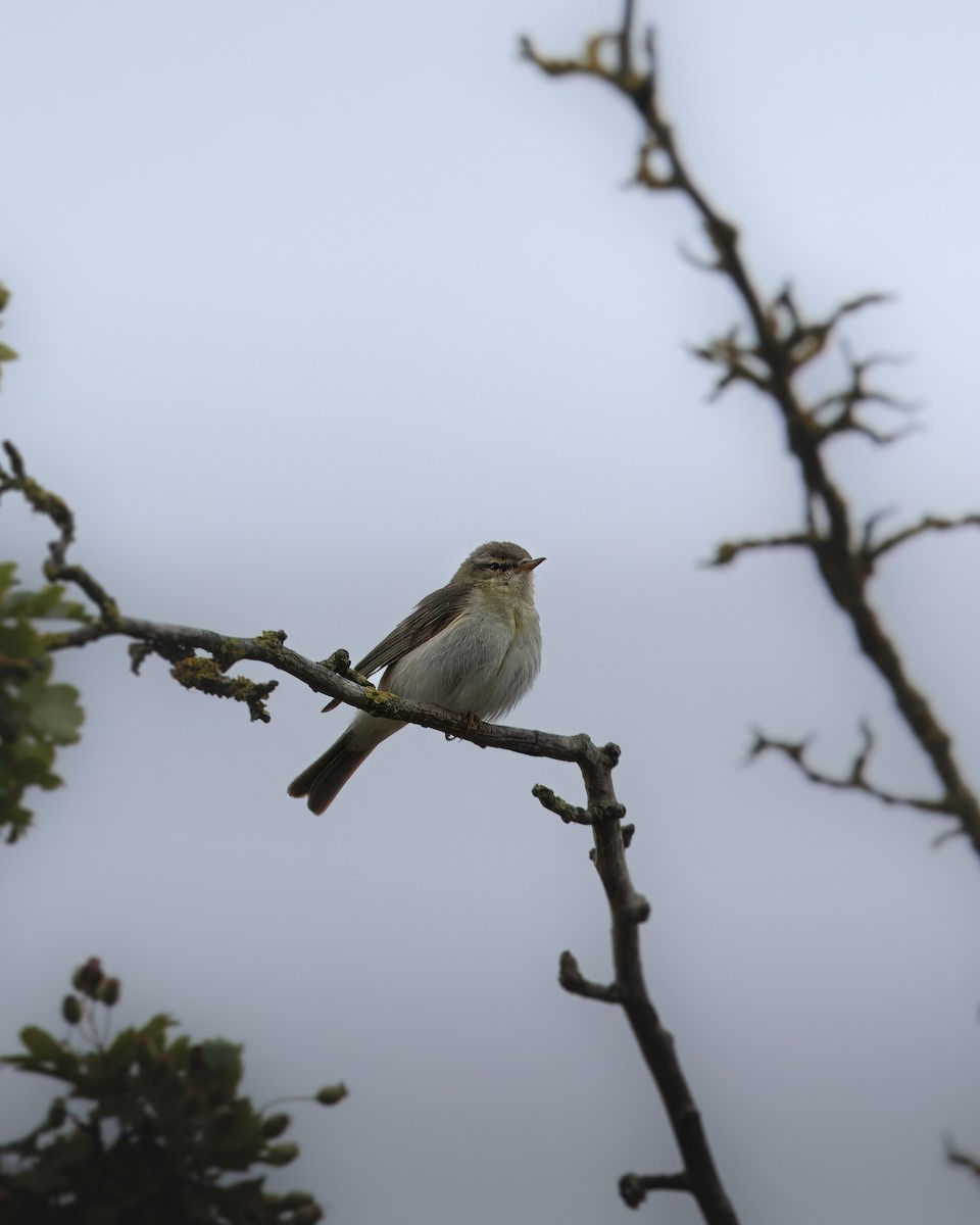 Willow Warbler - ML620408168