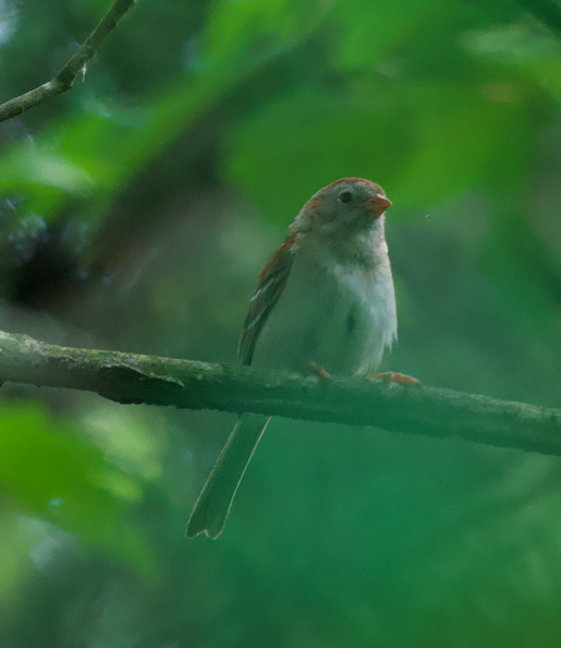 Field Sparrow - ML620408171