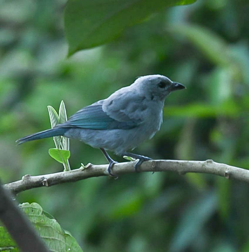 Blue-gray Tanager - ML620408173