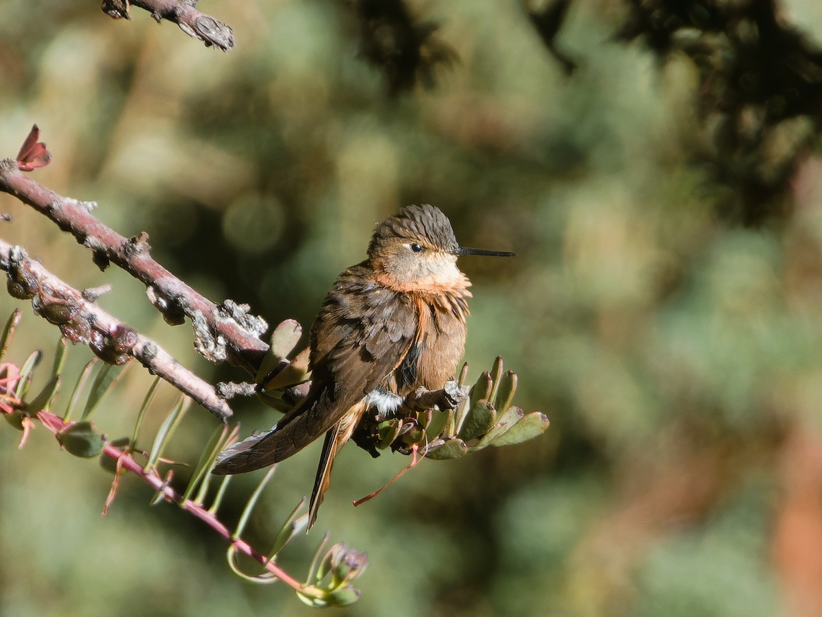 kolibřík duhovohřbetý - ML620408174