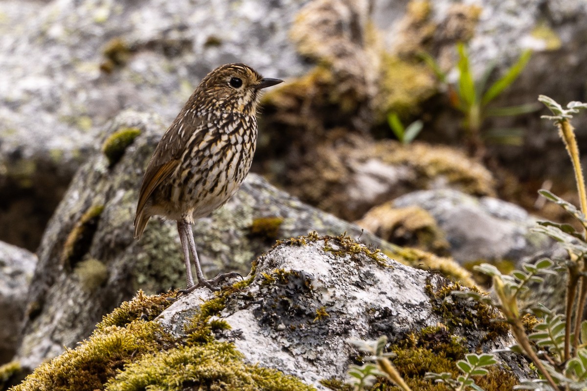 stripehodemaurpitta - ML620408179