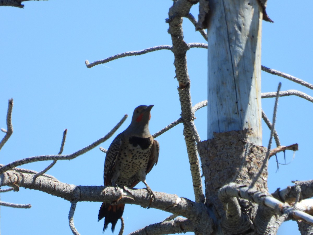 Northern Flicker - ML620408182