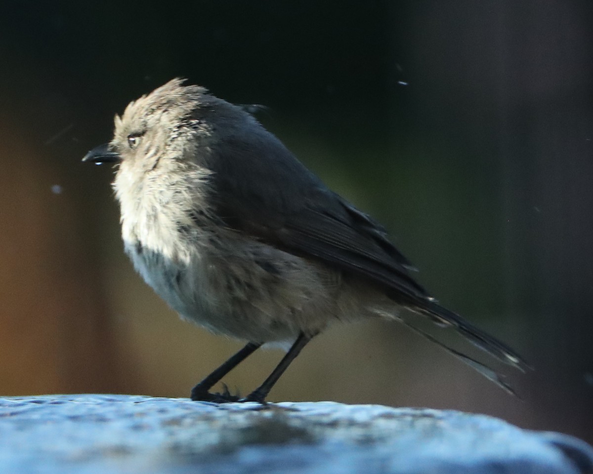 Bushtit - ML620408187