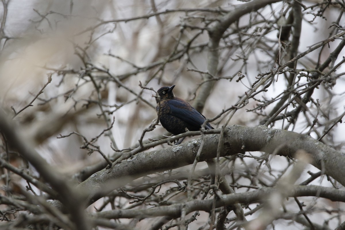 Rusty Blackbird - ML620408188