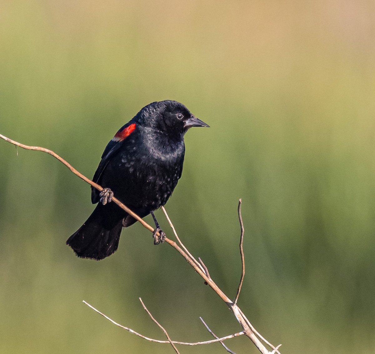 Red-winged Blackbird - ML620408190