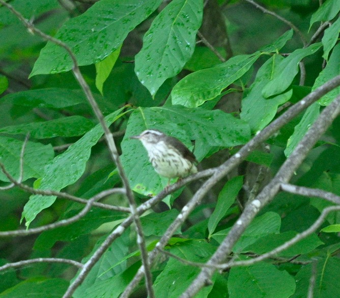 Louisiana Waterthrush - ML620408194