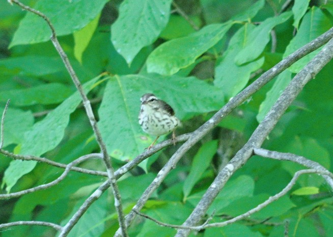 Louisiana Waterthrush - ML620408195