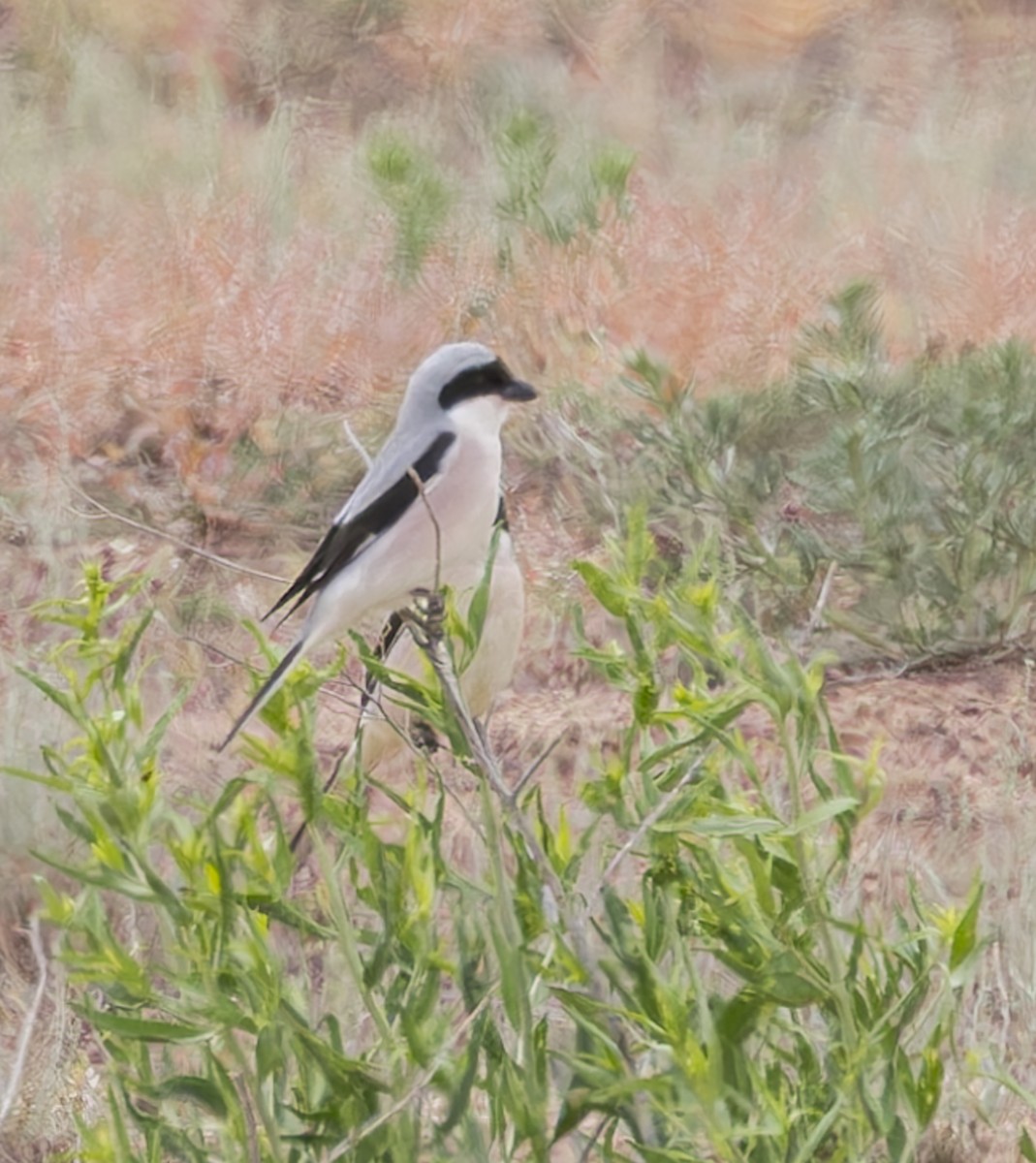 Lesser Gray Shrike - ML620408201