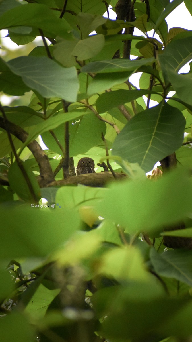 Asian Barred Owlet - Arghya Dey Sarkar