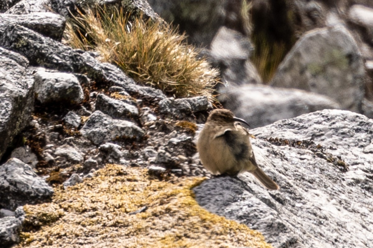 Buff-breasted Earthcreeper - ML620408207