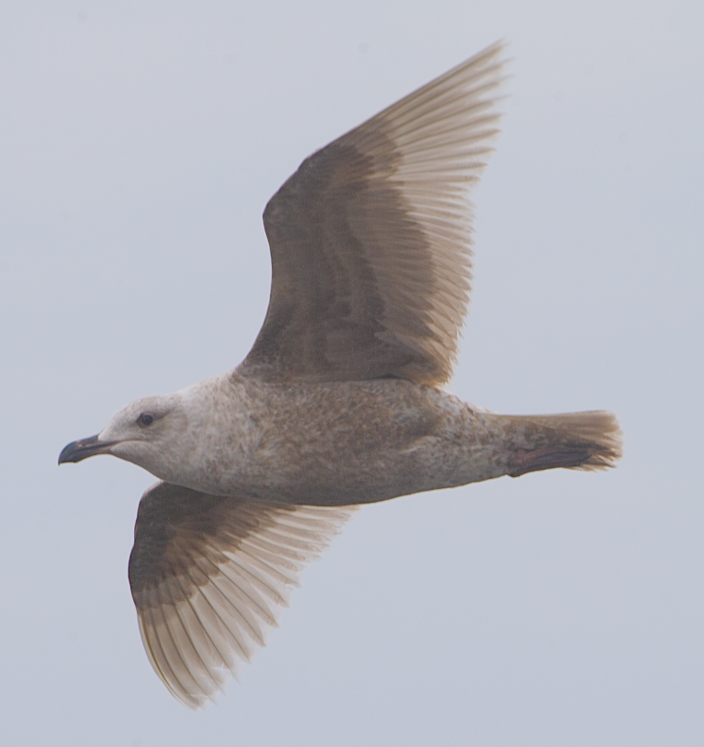 Glaucous-winged Gull - ML620408211